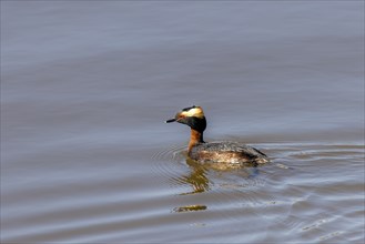 The horned grebe or Slavonian grebe (Podiceps auritus) in the spring in breeding plumage