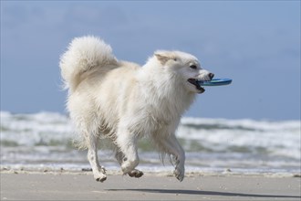 Icelandic dog, photographed on the beach of Lakolk on Romo Denmark