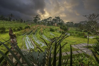 The green side of Bali, green rice terraces in the original Bali. Rice cultivation in the midst of