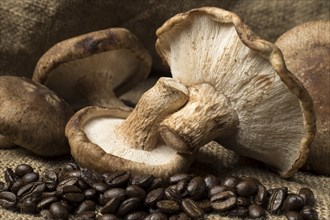 A close up studio photo of shiitake mushrooms and coffee beans