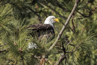 A bald eagle is perched in a tree in Coeur d'Alene, Idaho