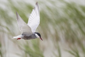 White-bearded Tern, Chlidonias hybrida, Whiskered Tern