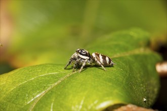 Zebraspringspinne, Salticus scenicus, zebra back spider