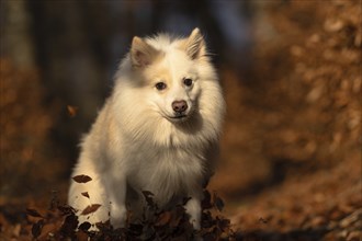 Walk in autumn-coloured forest