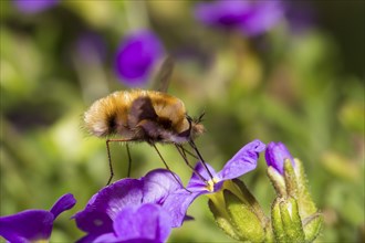 Large bee fly, Bombylius major, bee fly