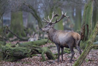 Red deer, male, Cervus elaphus, red deer, male