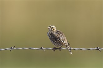 A small savannah sparrow is perched on a barbed wire fence near Charlo, Montana