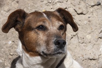 Jack Russell Terrier portrait