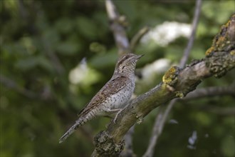 Wendehals, Jynx torquilla, Eurasian wryneck