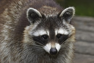 Raccoon, Procyon lotor, common raccoon