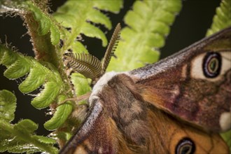 Small emperor moth, male, Saturnia pavonia, small emperor moth, male