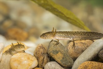 Pond newt larva, Lissotriton vulgaris, smooth newt