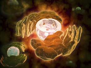 Conceptual image of endoplasmic reticulum around a cell nucleus. Endoplasmic reticulum is an