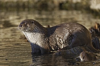 Fischotter, Lutra lutra, Eurasian otter