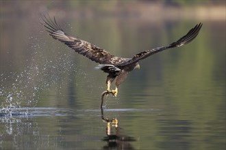 Seeadler, Haliaeetus albicilla, white-tailed eagle