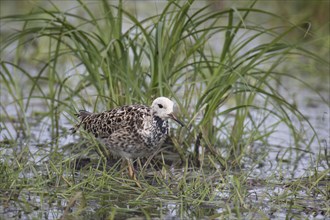 Ruff, Calidris pugnax, Ruff, male, male