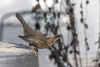 Female blackbird sitting on a bucket shortly in front of take-off in front of a blurred background