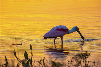 Roseate spoonbill (Ajaia ajaja) Pantanal Brazil