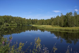 Rotes Moor, moor pond, Rhön Biosphere Reserve, Hesse, Germany, Europe