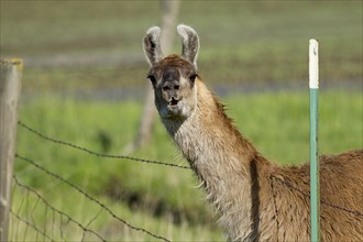 A brown Llama leans through the wire fence near Potlach, Idaho