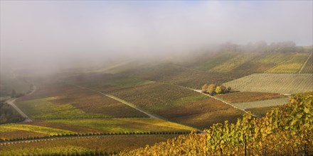 Autumn-coloured vineyards near Neipperg