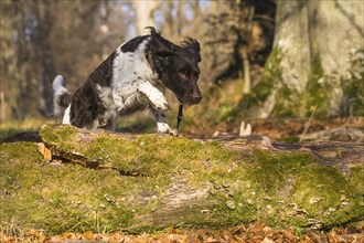 Jumping Small Munsterlander