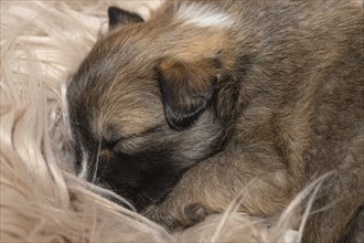 3 week old puppy (Icelandic Hound breed)