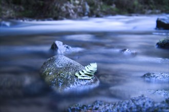 Long exposure of a river, stones with fern leaf in the foreground. Forest in the background.