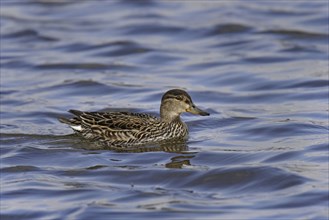 Teal, female, Anas crecca, Eurasian teal, female