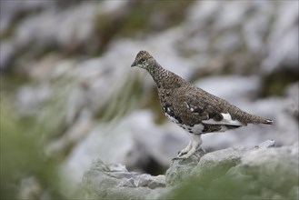 Rock ptarmigan, Lagopus muta