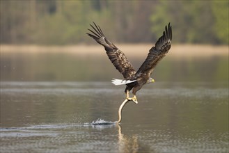 Seeadler, Haliaeetus albicilla, white-tailed eagle