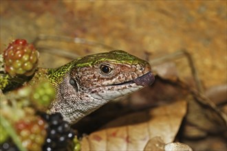 Green lizard, Lacerta viridis, European green lizard