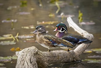 A wood duck couple is perched on a fallen piece of deadwood in Coeur d'Alene, Idaho