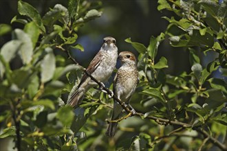 Red-backed shrike, female with young bird, Lanius collurio, red-backed shrike ? female with squab