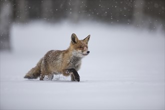 Red fox, Vulpes vulpes, red fox