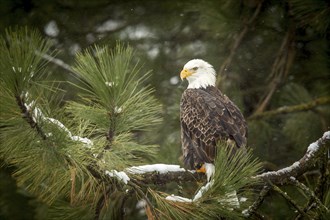 A majestic bald eagle is perched on a tree covered with snow near Coeur d'Alene, Idaho