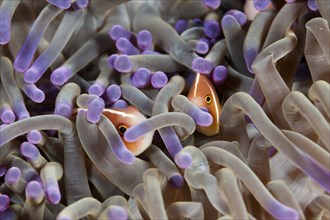 Collared anemonefish hiding in an anemone, Amphiprion perideraion, Komodo National Park, Indonesia,