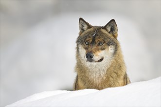 A European grey wolf in deep snow