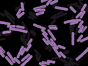 Microscopic x-ray view of Clostridium perfringens bacteria