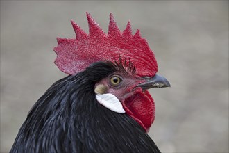 Close up of Vorwerk cock a German chicken (Gallus gallus domesticus) breed, Germany, Europe