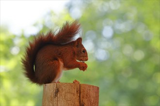 Eurasian red squirrel (Sciurus vulgaris), sitting on a tree stump and eating hazelnut, Wildlife,