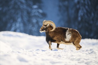 European mouflon (Ovis aries musimon) ram on a snowy meadow in the mountains in tirol, Kitzbühel,