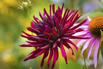 Dahlias (Dahlia), double, red, close-up flower, Ternitz, Lower Austria, Austria, Europe