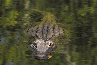 American alligator (Alligator mississippiensis), in a swamp landscape, Everglades National Park,