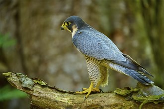 Peregrine Falcon (Falco peregrinus), adult sitting on branch in forest, Bohemian Forest, Czech