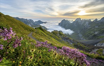 Purple flowers on a mountain meadow, view over Säntis mountains into the valley of Meglisalp at