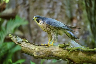 Peregrine Falcon (Falco peregrinus), adult sitting on branch in forest, Bohemian Forest, Czech