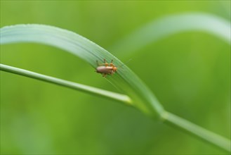 Close-up, soft-bodied beetle (Cantharis figurata), sitting on a blade of grass, Neustadt am