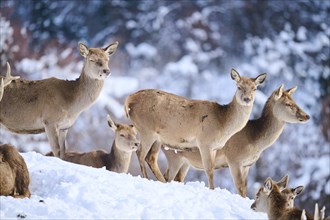 Red deer (Cervus elaphus) hinds pack on a snowy meadow in the mountains in tirol, Kitzbühel,