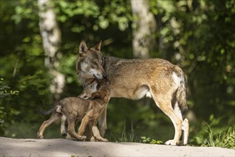 European gray wolf (Canis lupus) alpha wolf with pups, Germany, Europe